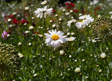Der Duftgarten: Immer der Nase nach Der Duftgarten: Immer der Nase nach