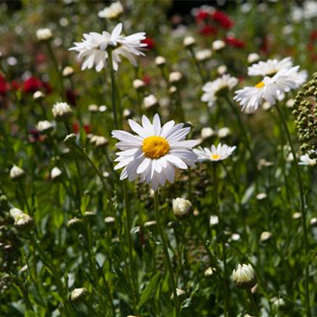 Der Duftgarten: Immer der Nase nach