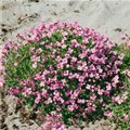 Aubrieta x cultorum 'Moerheim'