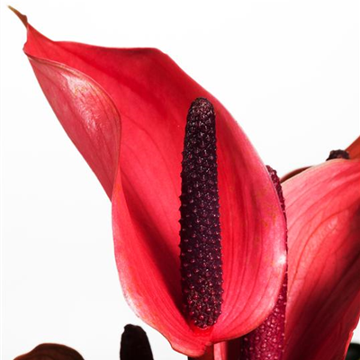 Farbenzauber im Winter: Die Top 5 der Winterblumen