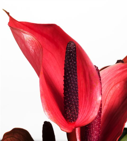 Farbenzauber im Winter: Die Top 5 der Winterblumen