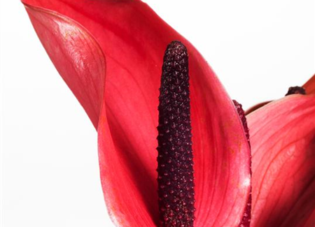 Farbenzauber im Winter: Die Top 5 der Winterblumen Farbenzauber im Winter: Die Top 5 der Winterblumen