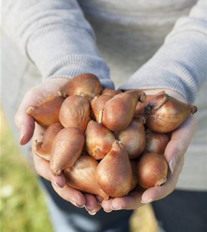 Ab in die Kiste! Blumenzwiebeln überwintern