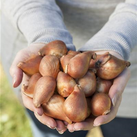 Ab in die Kiste! Blumenzwiebeln überwintern