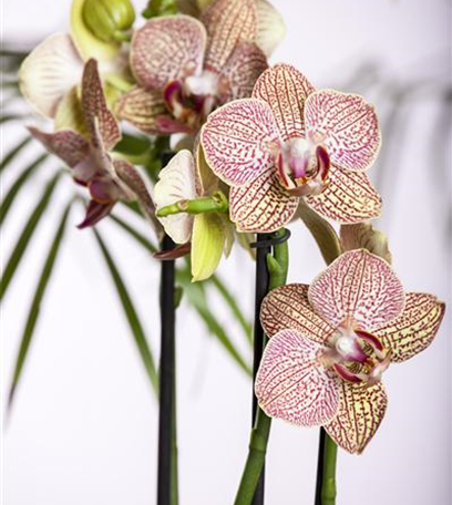 Farbenzauber im Winter: Die Top 5 der Winterblumen