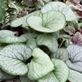 Brunnera macrophylla 'Looking Glass'®