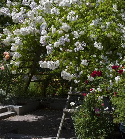 Schutz und Pflege vor dem Winter – der Garten im Herbst