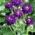 Aquilegia vulgaris 'Blue Barlow'