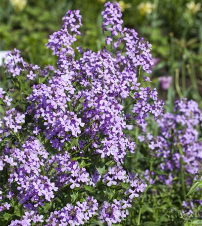 Der Duftgarten: Immer der Nase nach