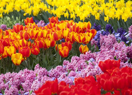 Bunter Frühling mit Blumenzwiebel und Co. – eine Übersicht Bunter Frühling mit Blumenzwiebel und Co. – eine Übersicht