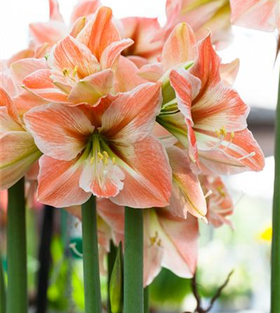 Farbenzauber im Winter: Die Top 5 der Winterblumen