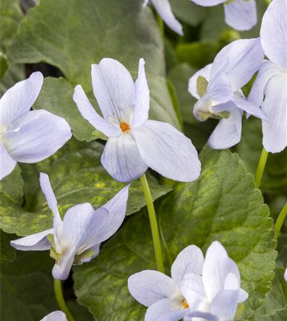 Der Duftgarten: Immer der Nase nach