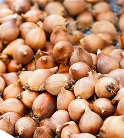 Blumenzwiebeln – kleine Zwiebeln mit großer Wirkung