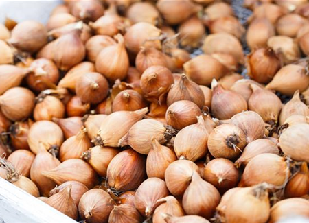 Blumenzwiebeln – kleine Zwiebeln mit großer Wirkung Blumenzwiebeln – kleine Zwiebeln mit großer Wirkung