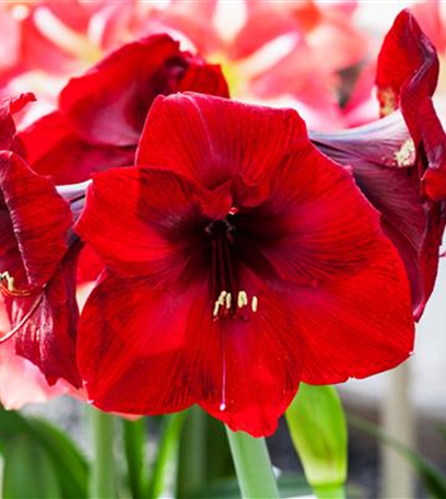 Farbenzauber im Winter: Die Top 5 der Winterblumen