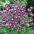 Aquilegia vulgaris 'Christa Barlow'