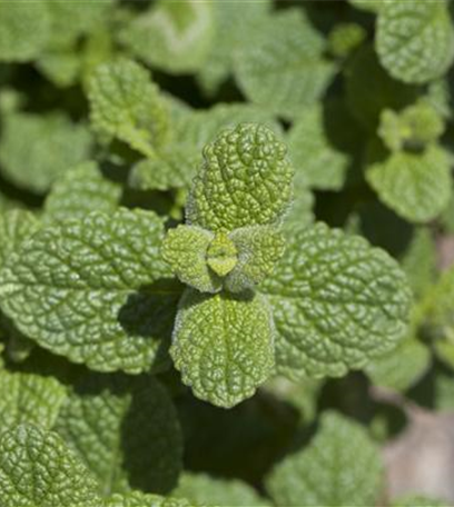 Der Duftgarten: Immer der Nase nach