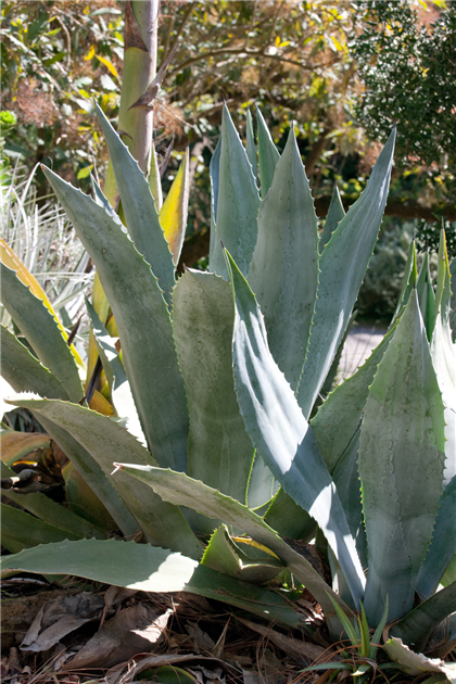 Agave-americana-1200x630-proportionalbiggest.webp