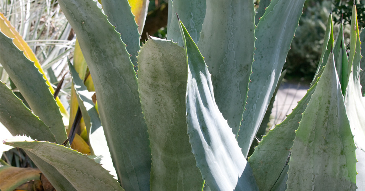 Agave-americana-1200x630-proportionalsmallest.webp