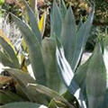 Agave americana