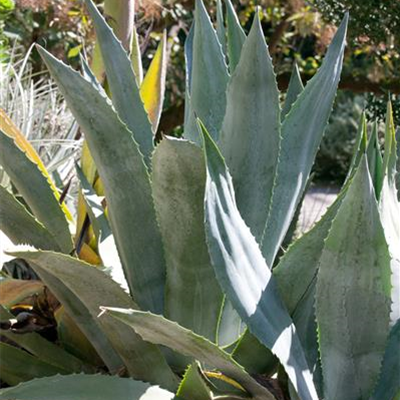 Amerikanische Agave Amerikanische Agave