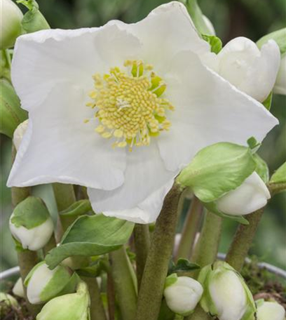 Farbenzauber im Winter: Die Top 5 der Winterblumen