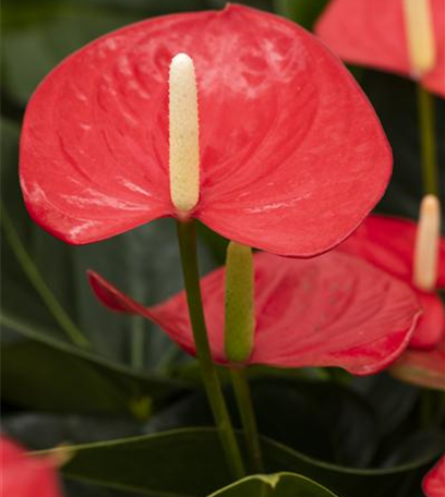 Farbenzauber im Winter: Die Top 5 der Winterblumen