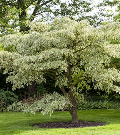 Passende Gehölze für kleine und große Hausgärten