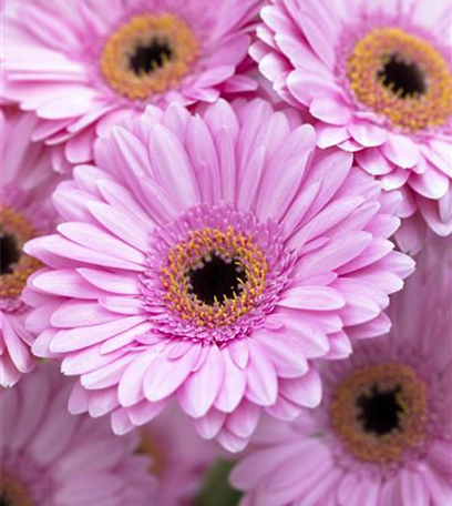 Farbenzauber im Winter: Die Top 5 der Winterblumen