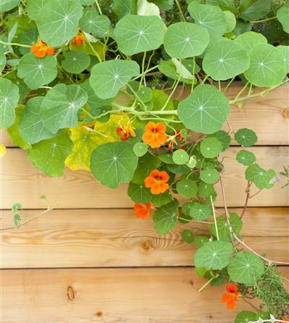 Der Gemüsegarten: Leckere Ernte und dekorative Blüte