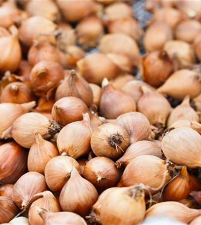 Den Garten winterfest machen