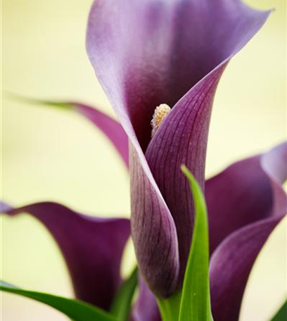 Farbenzauber im Winter: Die Top 5 der Winterblumen