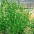 Agrostis stolonifera