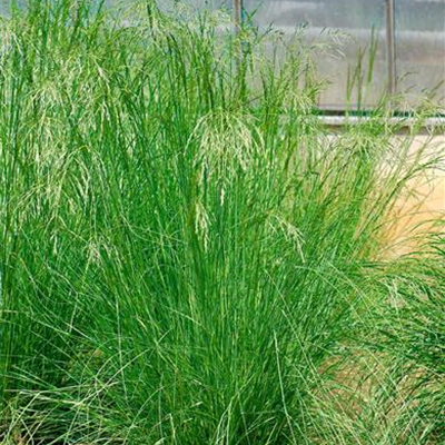 Weißes Straußgras Weißes Straußgras