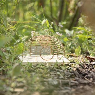 Mäuse und Ratten aus dem Garten vertreiben 