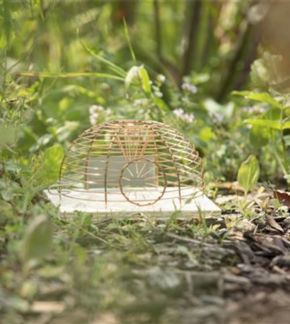 Schutz vor Wühlmäusen