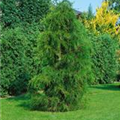 Chamaecyparis pisifera 'Plumosa Aurea Nana'