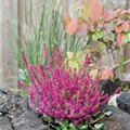 Calluna vulgaris 'Dark Beauty'(s)