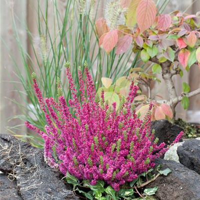 Besenheide 'Dark Beauty'(s) Besenheide 'Dark Beauty'(s)