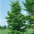 Carpinus betulus 'Beekmann'