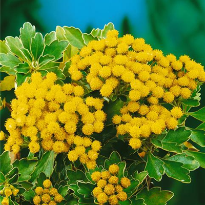Garten-Pazifik-Margerite 'Silver and Gold' Garten-Pazifik-Margerite 'Silver and Gold'