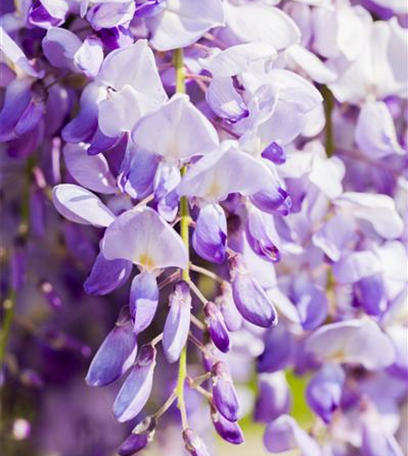 Fassadenbegrünung – Klettern und Ranken am Haus