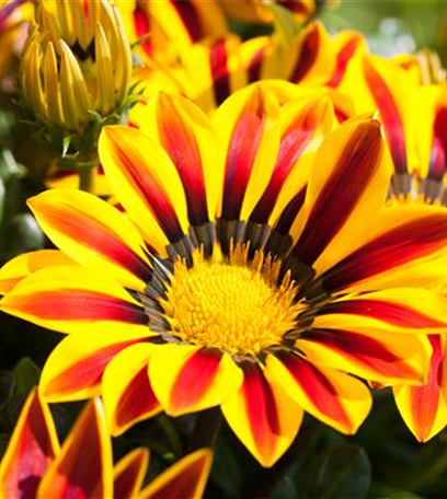 Sommerblumen düngen – Wachstumsschub für Sonnenanbeter