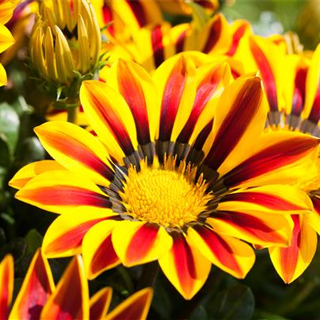 Sommerblumen düngen – Wachstumsschub für Sonnenanbeter