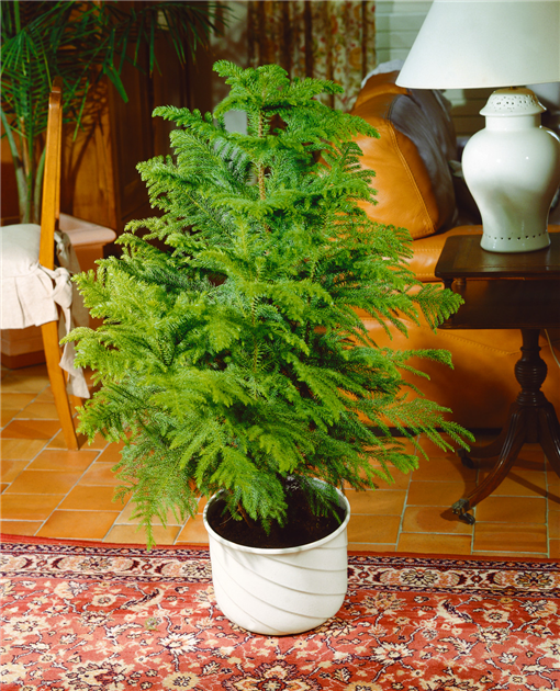 Araucaria heterophylla, Zimmertanne