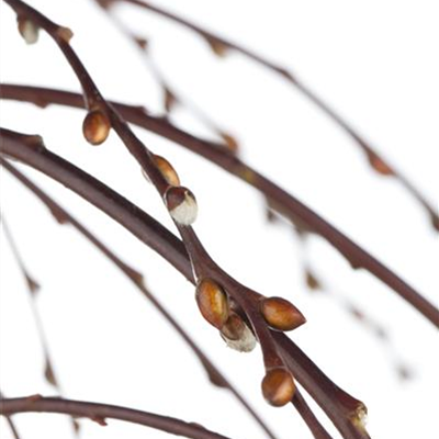 Auf Biegen und Brechen: Einen Weidenzaun bauen