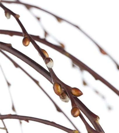 Auf Biegen und Brechen: Einen Weidenzaun bauen