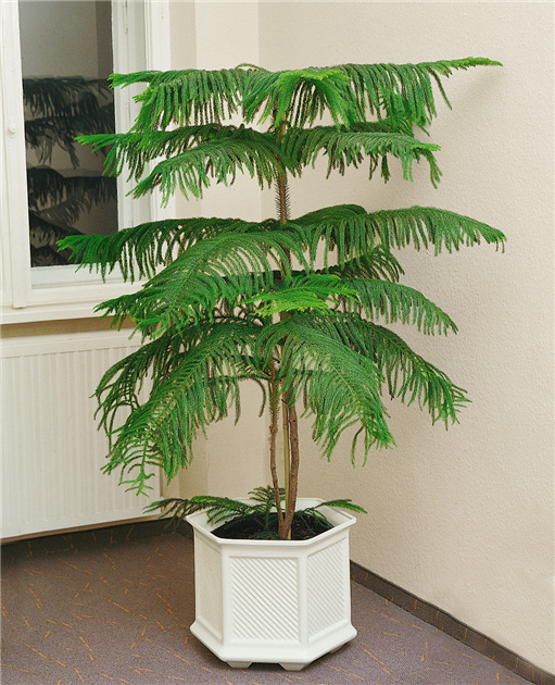 zimmerpflanze mit m Monstera Deliciosa | Kaufen Sie seltene Pflanzen online