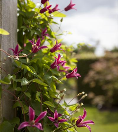 Fassadenbegrünung – Klettern und Ranken am Haus