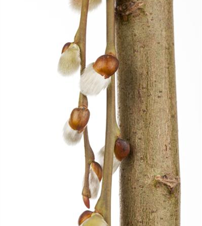 Auf Biegen und Brechen: Einen Weidenzaun bauen